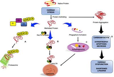 Targeting Protein Kinase G to Treat Cardiac Proteotoxicity